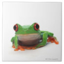 Recherche de grenouille carreaux Coquilles