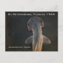 Recherche de photo de requin cartes postales Sauvage