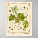 Recherche de fruit de la vigne posters Pour elle