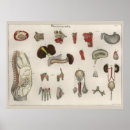 Recherche de anatomie vintage posters Humain