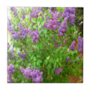Recherche de lilas bush Buisson