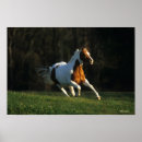 Recherche de paint horse posters Peinture