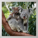 Recherche de koala bébé posters Faune