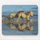 Recherche de camargue tapis souris Superstock