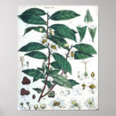 Recherche de thé vert posters Vintage