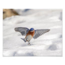 Recherche de oiseau bleu oriental posters Nature