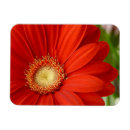 Recherche de marguerite rouge magnets Gerbera
