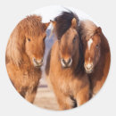 Recherche de chevaux islandais autocollants Atlantique