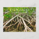 Recherche de mangroves cartes postales Parc national de everglades