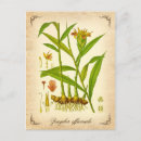 Recherche de fleur gingembre cartes postales Botanique