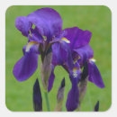 Recherche de iris fleurs autocollants Pourpre