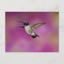 Recherche de vertébré cartes postales Faune