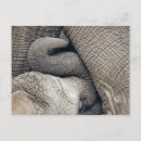 Recherche de éléphant de bébé cartes postales Animal