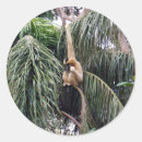 Recherche de gibbon autocollants Faune