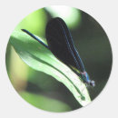 Recherche de damselfly autocollants Insectes