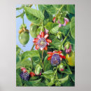 Recherche de fruit exotique posters Fleur
