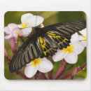 Recherche de asie du sud est tapis souris Insecte