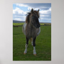 Recherche de dartmoor posters Cheval