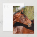 Recherche de cheval de baie cartes postales Andalucien