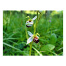 Recherche de orchidée verte posters Nature