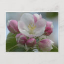 Recherche de pommier cartes postales Blanc
