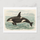 Recherche de orque cartes postales Dessin