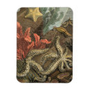 Recherche de coquillage magnets Algues