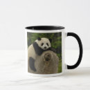 Recherche de panda géant tasses Province de shaanxi