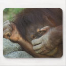 Recherche de primat tapis souris Orang outan