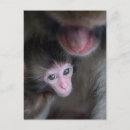 Recherche de macaques cartes postales Faune