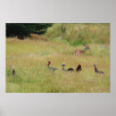 Recherche de papier dinde photographie Oiseau