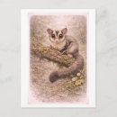 Recherche de planeur cartes postales Animal