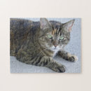 Recherche de tigres puzzles Photographie