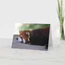 Recherche de panda rouge cartes postales Pare feu