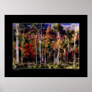 Recherche de bouleaux art Lumière