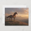 Recherche de mustang sauvage cartes postales Cowboy