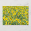 Recherche de agricole cartes postales Tournesol