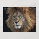 Recherche de un oeil cartes postales Lion