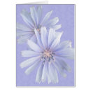 Recherche de chicorée cartes postales Floral