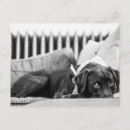 Recherche de chien endormi posters Labrador