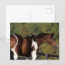 Recherche de cheval pinto cartes postales Bob langrish