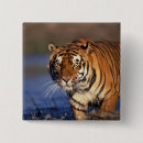 Recherche de carnivore badges Tigre