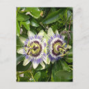Recherche de passiflore cartes postales Floral