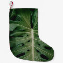 Recherche de plantes chaussette de noël Nature