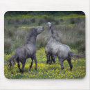 Recherche de deux chevaux tapis souris Cheval
