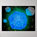 Recherche de microbiologie posters Virus