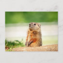 Recherche de mammifères cartes postales Marmotte
