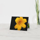 Recherche de note de lis photographie Fleurs