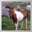 Recherche de indien posters Cheval