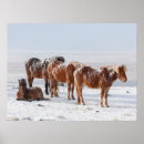 Recherche de poulain jument posters Poney